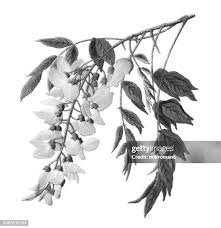 Image result for Polystachya fallax