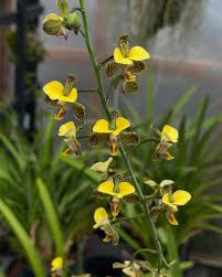Image result for Eulophia schweinfurthii