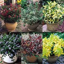 Dwarf Evergreen Shrubs Shrubs For Landscaping Evergreen Shrubs Small Evergreen Shrubs