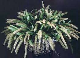 Image result for Liparis