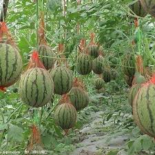 This Is So Cool Growing Watermelons Vertically And Using Watermelon Hammocks Plants Organic Vegetable Garden Growing Vegetables