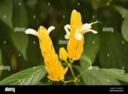 Image result for Pachystachys lutea