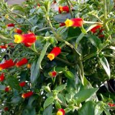 On one hand, it's been named the most hated halloween candy in every buzzfeed listicle of the past 10 years. Candy Corn Vine Manettia Plants For Sale Free Shipping