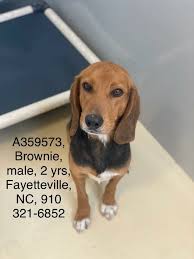 Find fayetteville, north carolina animal shelters, puppy dog and cat shelters, pet adoption centers, dog pounds, and humane societies. Dogs For Adoption In Fayetteville Area