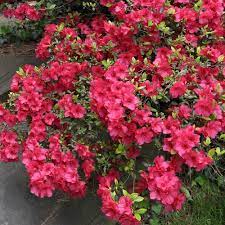 Azalea Sunglow 2 5qt U S D A Hardiness Zones 7 9 1pc National Plant Network Flowering Shrubs Azaleas Landscaping Flower Landscape