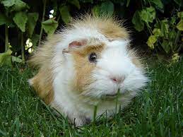 Maybe you would like to learn more about one of these? Guinea Pig Animal Database Fandom