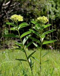 Image result for Asclepias randii