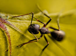 A&b termite and pest control llc. Ant Control Egg Harbor Township Pest Control Superior Pest Solutions