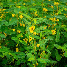 Image result for Chamaecrista grantii