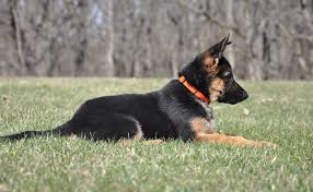 At 11 weeks old, your german shepherd puppy will be in the midst of a major growth spurt. Vollmond Breeder Of German Shepherd Puppies Dogs For Sale Chicago Illinois