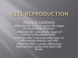 For example, animal cells undergo an open mitosis, where the nuclear envelope breaks down before the chromosomes separate, whereas fungi undergo a closed mitosis, where chromosomes divide within an intact cell nucleus. Mitosis Cytokinesis Objective 4a I Can Recognize The Stages Of Mitosis From Diagrams Objective 4b I Can Put The Stages Of Mitosis In The Proper Ppt Download