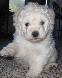 Puli Puppies For Sale In Oregon Or Black White Pulik For Sale Puli Dog Pumi Dog Puppy Breath
