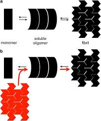 Frank heinrich (born 25 january 1964) is a german theologian, social pedagogue and politician of the christian democratic union (cdu). A Deadly Spread Cellular Mechanisms Of A Synuclein Transfer Cell Death Differentiation