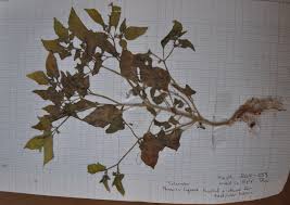 Image result for Physalis lagascae