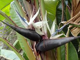 White Bird Of Paradise Palm Pin On Floral Art
