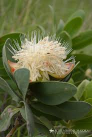 Image result for Protea welwitschii