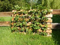 Bepflanzter Zaun Aus Euro Paletten Erdbeeren Garten Paletten Garten Europaletten Garten