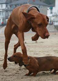 Dennis Hungarian Vizsla Jumps Over Romeo Standard Dachshund On Ventnor Beach Isle Of Wight Uk Vizsla Dogs Vizsla Dog Life