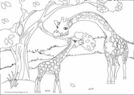 It is amusing to see a giraffe eating leaves from the tree without craning its neck and sometimes peeping at you from. Giraffe Colouring Pages