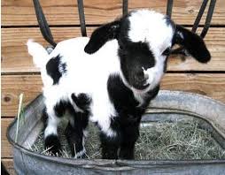 Black And White Goat Wallpaper Little Baby Black And White Goat Cute Actinglikeanimals Com Cute Baby Animals Cute Animals Animals