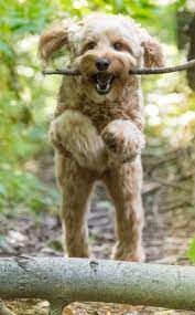 Check spelling or type a new query. Welcome To Aussie Labradoodle