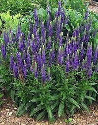 Google Image Result For Http Www Gatewaygardens Com Cclib Image Plants Deta Plants Easy Perennials Perennial Plants