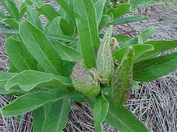 Maybe you would like to learn more about one of these? How To Collect Milkweed Seeds Native Plant Society Of Texas