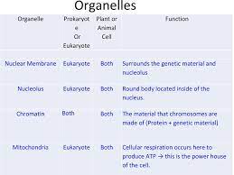 Maybe you would like to learn more about one of these? Cell Organelles Animal Vs Plant Cells Ppt Download