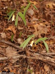 Image result for Clutia sessilifolia