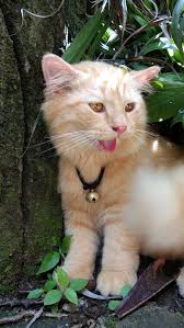 Ininih aku ngebahas mengenai kucing persia himalaya kalau mau menambah koleksi kucing di rumah. Apa Hasilnya Jika Kucing Persia Medium Menikah Dengan Kucing Kampung Quora