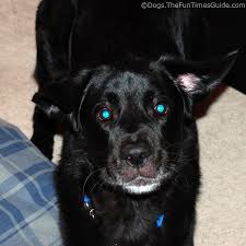 This method has helped many dog owners teach their dogs to howl on command. How To Teach Your Dog To Sing The First Time Dog Owner Guide