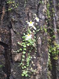 Image result for Utricularia striatula