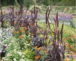 Image result for Millettia psilopetala