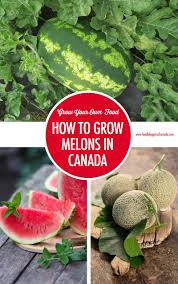 Growing cannabis indoors is generally more expensive than growing outdoors. Grow Your Own Food How To Grow Melons In Canada Food Bloggers Of Canada