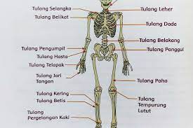 Check spelling or type a new query. Fungsi Tulang Telapak Kaki Fungsi Tulang Pergelangan Kaki Fungsi Tulang Betis Fungsi Tulang Pengumpil Portal Purwokerto