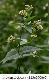 Image result for Vincetoxicum afrum