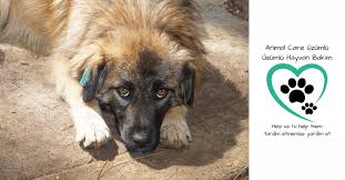 Quickly find animal shelter phone number, directions & services (winter park, co). Animal Care Uzumlu Home Facebook