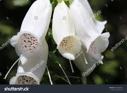 Image result for Digitalis purpurea alba/ red spots