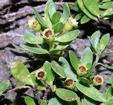 福星花園 水芫花 plants