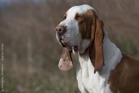 ‹pet's name› was such a beautiful dog and great companion that will be greatly missed by all. Sabueso Espanol Spanish Hound Hunting Dogs Dogs Hunter Dog