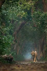Crescentmoon Animalia Wild Animals Photography Animal Photography Nature Animals