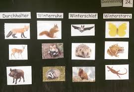 Kleine Unterrichtseinheit Zum Thema Tiere Im Winter Nachdem Wir Geklart Haben Was Winterstarre Etc Bed Unterrichtseinheiten Winterstarre Winterschlaf Tiere