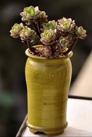 无法直视的 韩国多肉植物 二木花花男 新浪博客 planting succulents succulents in containers small succulents