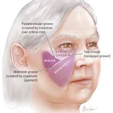 Наглая щечка только что принес мне мышь. Vascular Anatomy Of The Cheek And Lip Download Scientific Diagram