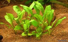 Image result for Samolus