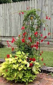 In spring, you can just plant them in your garden or pots and water them regularly. Yard And Garden Secrets Sweet Potato Vine Container Garden Ideas