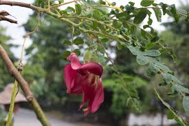 Image result for Craibia grandiflora