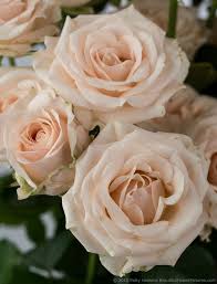 Sheila`s country rose florist darbojas floristi aktivitātēs. Jessica Jana A Few Spray Roses Beautiful Flowers Peach Flowers Beautiful Roses