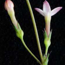Image result for Cordylostigma virgatum