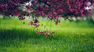 Nature pictures images of mountains Field Flower Trees Nature Wallpaper Download Free Hd Size Wallpaper Nature Flowers Spring Flowers Wallpaper Field Wallpaper